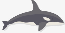 虎鲸黑色扁平虎鲸矢量图高清图片