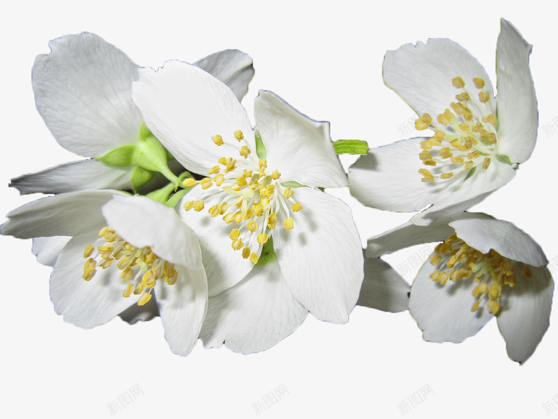 白色茉莉花png免抠素材_新图网 https://ixintu.com 白色 花卉 花瓣 茉莉花 茉莉花瓣