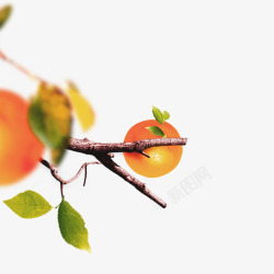一个树叶树枝上的一个橘子高清图片
