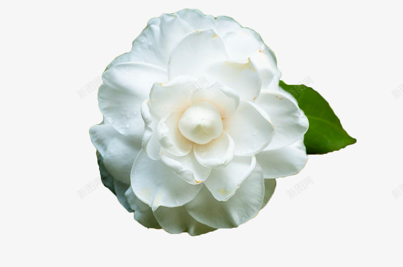 白色茶花png免抠素材_新图网 https://ixintu.com 植物 白色 白茶花 花卉 茶花