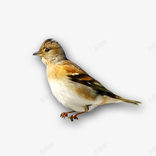 一只鸟的psd免抠素材_新图网 https://ixintu.com 一只鸟 动物 简洁 装饰