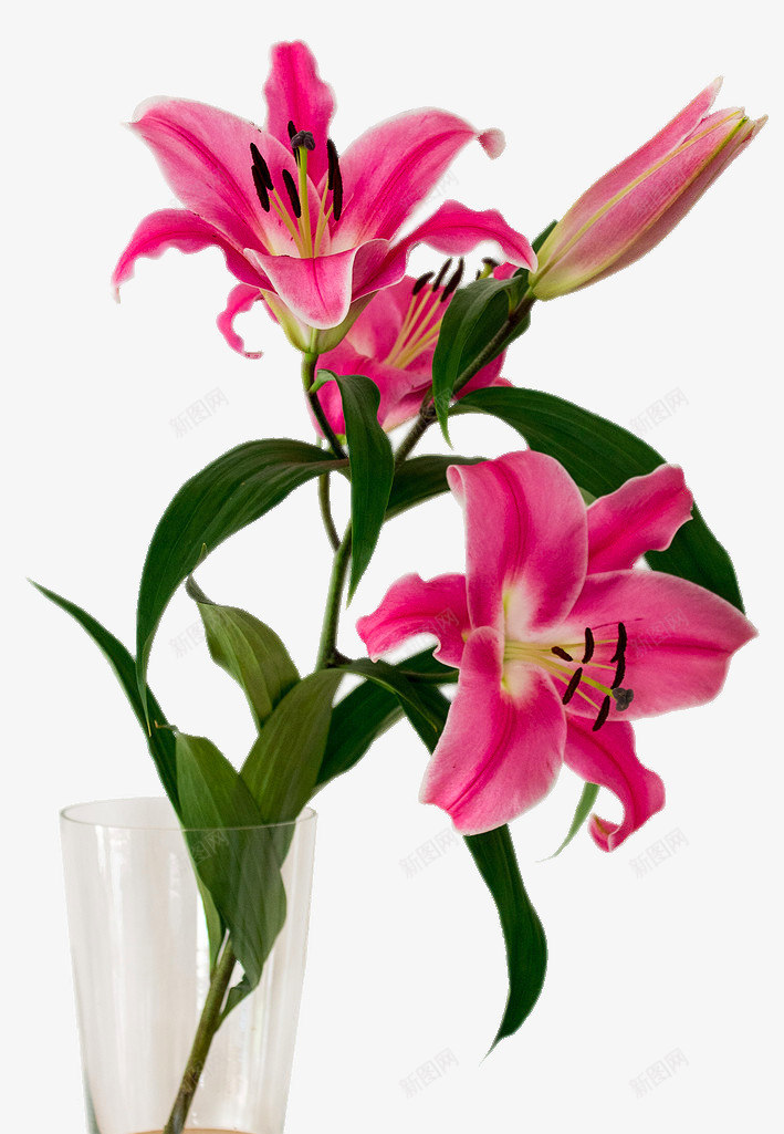 两朵粉色的喇叭花png免抠素材_新图网 https://ixintu.com 植物 花卉 高清免费png素材 鲜花