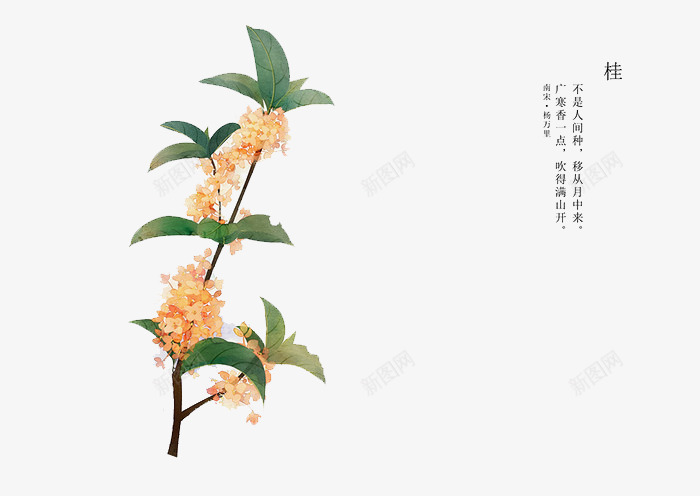 手绘花卉png免抠素材_新图网 https://ixintu.com 卡通 手绘 手绘插画 手绘素材 插画 桂花