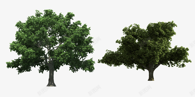 桉树和椿树psd免抠素材_新图网 https://ixintu.com 叶子 大树 树木 树枝 桉树 植物 椿树 绿叶 绿色