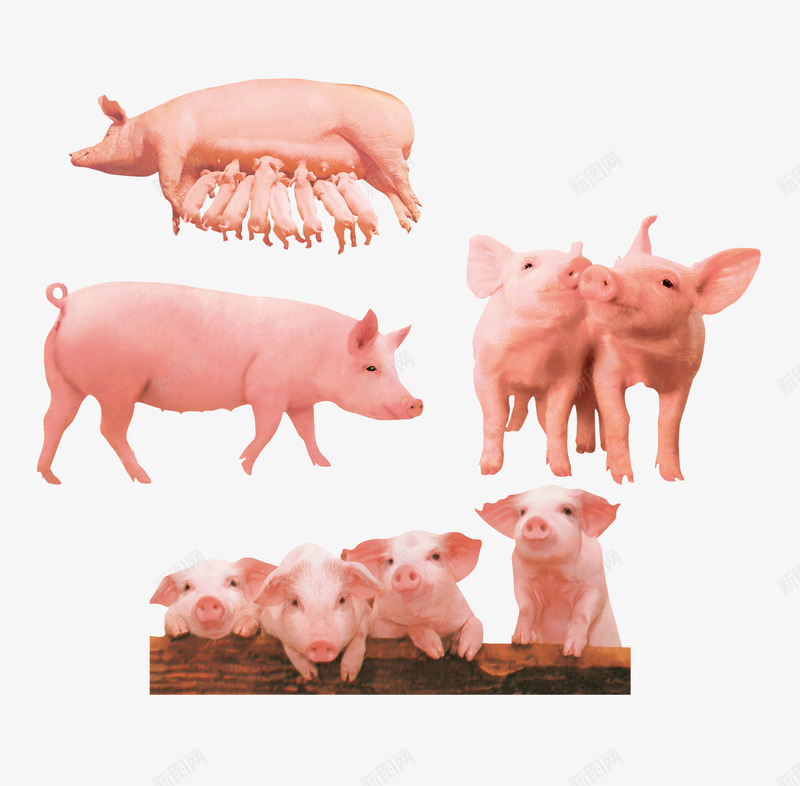 一群小猪psd免抠素材_新图网 https://ixintu.com 健康 动物 小粉猪 猪肉