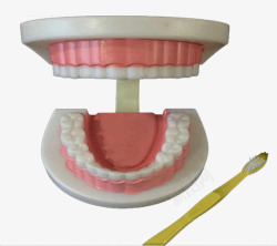 牙模护士节美容器械美容整形牙模高清图片