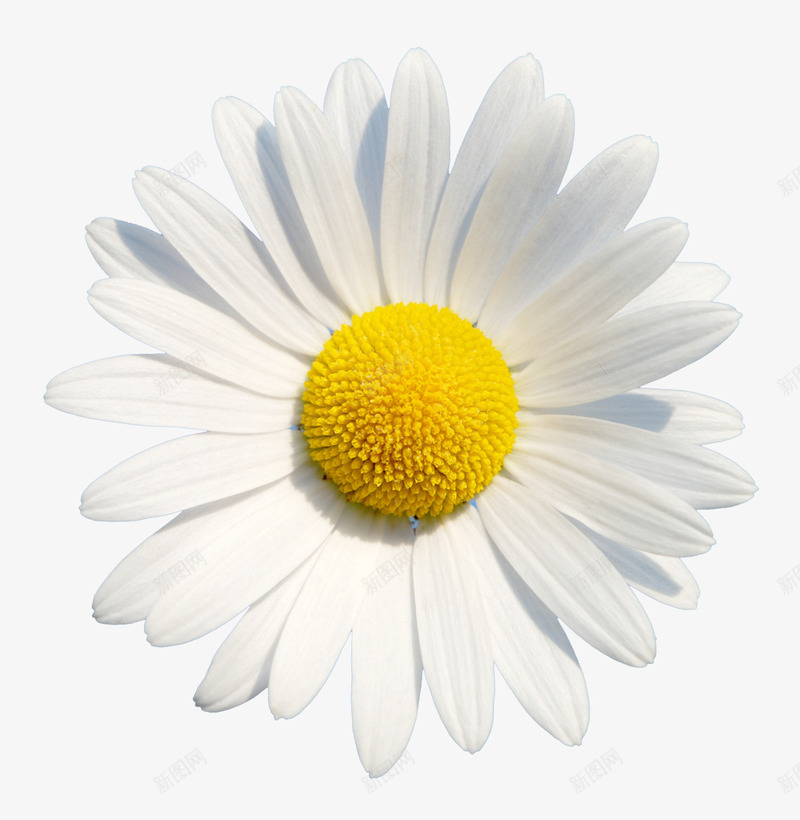 抽象鲜花庆典花卉白色花朵png免抠素材_新图网 https://ixintu.com 唯美背景图片 庆典花卉 手绘花朵 手绘花朵图片 手绘鲜花图片 白色花朵 花卉 鲜花元素