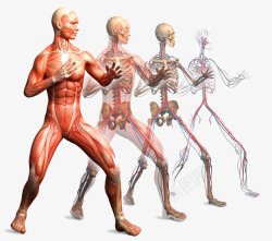 人体肌肉解剖素材