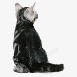 猫咪背影素材