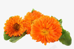 黄色万寿菊黄色菊花高清图片