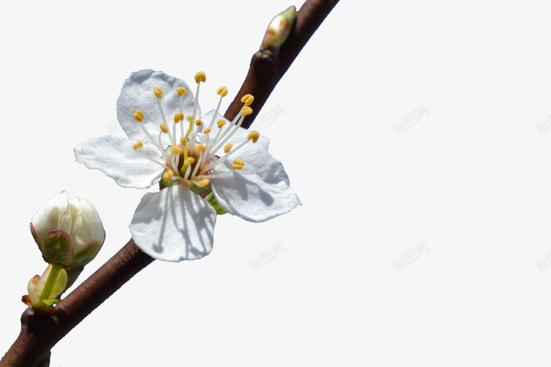 白色花卉花枝png免抠素材_新图网 https://ixintu.com 树枝 樱花 樱花枝 白色 花卉 花枝