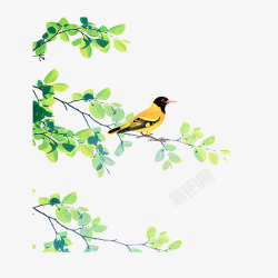 站在树枝上的鸟儿站在树枝上的画眉鸟高清图片