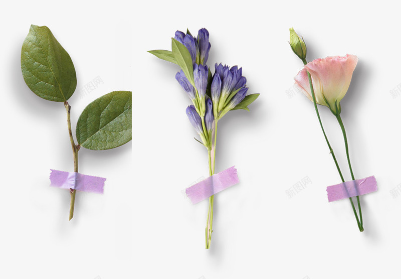 花卉植物分类紫罗兰png免抠素材_新图网 https://ixintu.com 分类 植物 紫罗兰 花卉