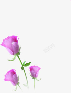 粉色花朵玫瑰星光素材