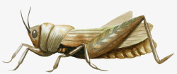 矢量蝗虫手绘昆虫害虫蚂蚱高清图片