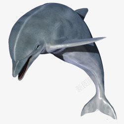 海豚表演动作跳跃的海豚高清图片
