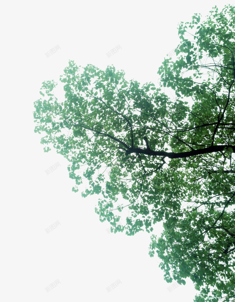 绿色树枝装饰清新png免抠素材_新图网 https://ixintu.com 树枝 清新 绿色 装饰