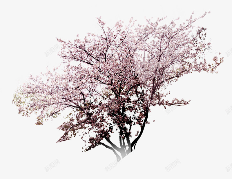 樱花景观树png免抠素材_新图网 https://ixintu.com 景观 樱花 粉红 观赏