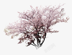 樱花观赏樱花景观树高清图片