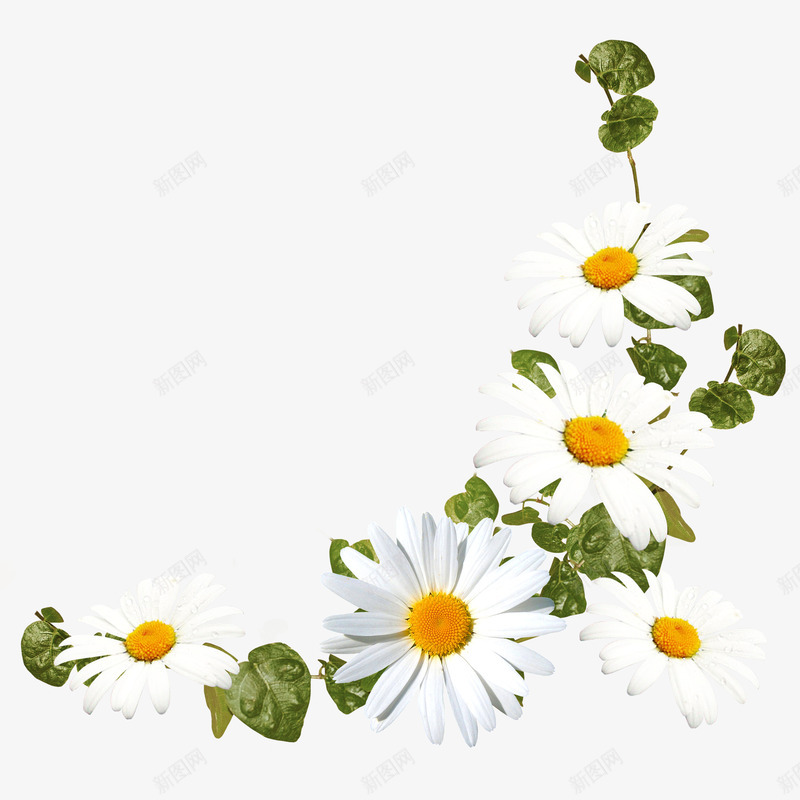 白色雏菊花卉装饰图案png免抠素材_新图网 https://ixintu.com 白色 花卉 装饰图案 雏菊