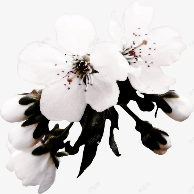 东京樱花png免抠素材_新图网 https://ixintu.com 樱花 白色 花卉 花朵 装饰