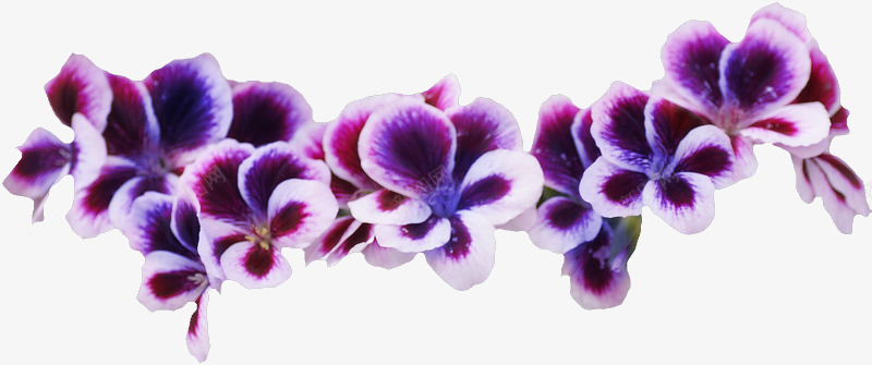 紫色小碎花装饰png免抠素材_新图网 https://ixintu.com 植物 漂亮 紫色小碎花 花环