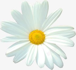 植物花卉卡通鲜花白色精美素材