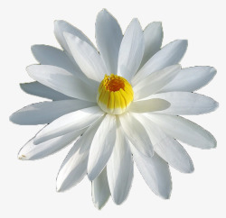 白鲜花绽放黄蕊白色睡莲高清图片