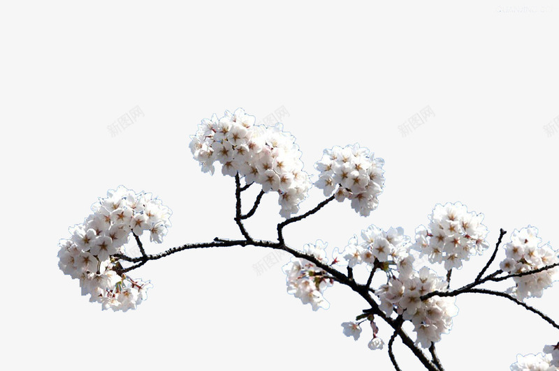 白色樱花枝png免抠素材_新图网 https://ixintu.com 树枝 樱花 樱花枝 白色 花卉 花枝