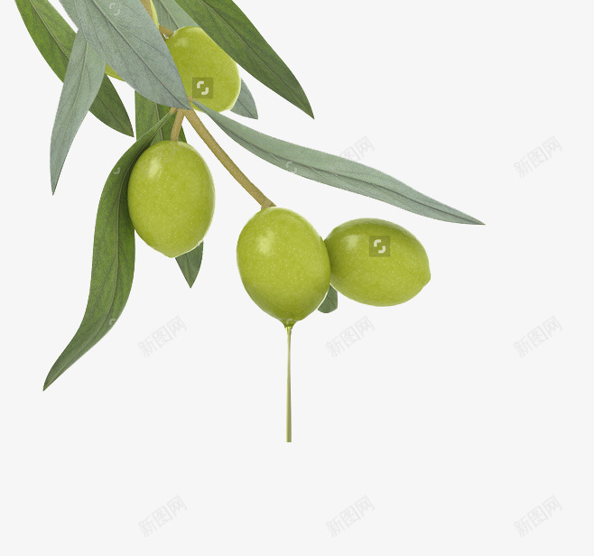 橄榄png免抠素材_新图网 https://ixintu.com 护发 护肤 橄榄 油 美容