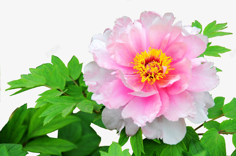粉色牡丹花系列png免抠素材_新图网 https://ixintu.com 植物 牡丹花 牡丹花骨朵 粉色 花卉