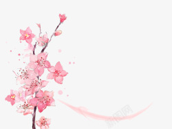 多个花朵一枝盛开的多个花朵的梅花树枝高清图片