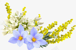 野花背景装饰花卉高清图片
