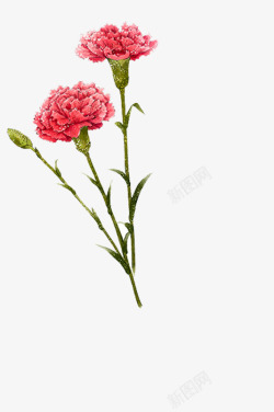 康乃馨插图手绘植物母亲节康乃馨水彩插画高清图片