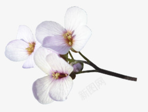 白色花朵樱花装饰png免抠素材_新图网 https://ixintu.com 樱花 白色 花朵 装饰