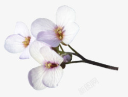 白色花朵樱花装饰素材