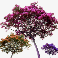树木开花实物开花的树高清图片