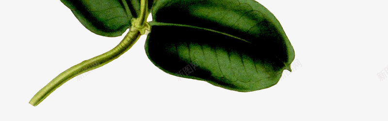 手绘花朵png免抠素材_新图网 https://ixintu.com 写实花卉 彩铅花卉 植物 粉色 花朵