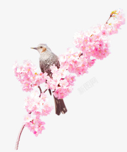 小鸟在桃花树枝上装饰图案素材