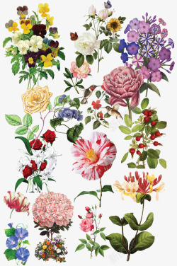 花朵合集手绘花朵合集高清图片