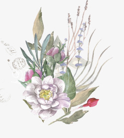 手绘明信片植物花卉素材