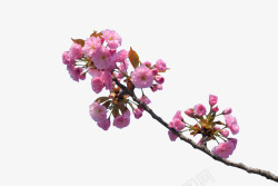 粉色樱花树枝素材