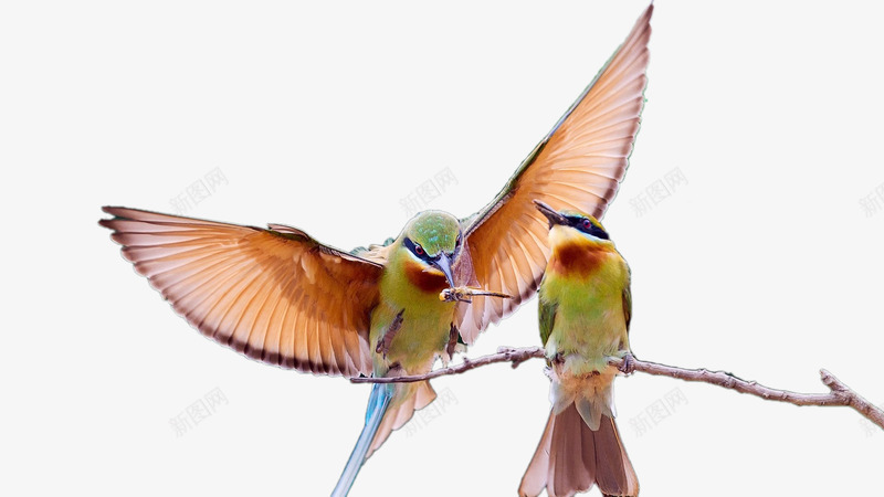 两只枝头的鸟png免抠素材_新图网 https://ixintu.com 枝头 树上的鸟儿 树枝 鸟类 鹦鹉