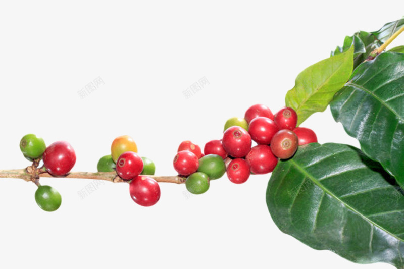 红色的一串咖啡果和树叶实物png免抠素材_新图网 https://ixintu.com 叶子 咖啡属 咖啡族 咖啡果 果实 树叶 树枝 植物界 浆果 种子 龙胆目