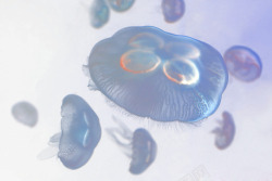 几何水母水母高清图片