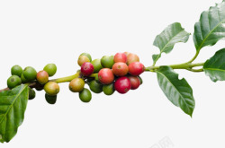 红绿色树枝上的咖啡果实物素材