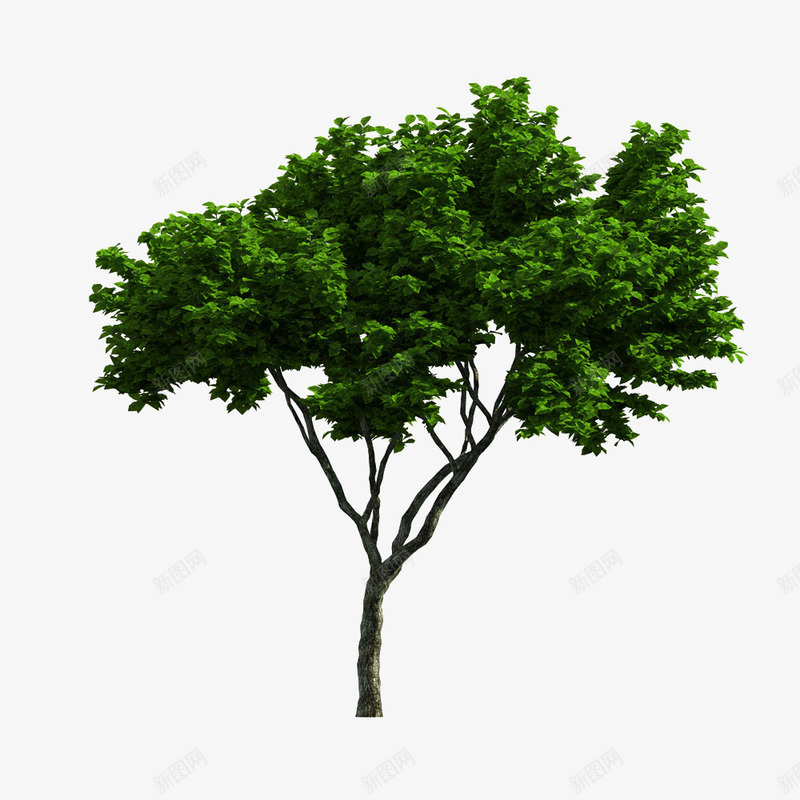 小桉树png免抠素材_新图网 https://ixintu.com 大树 小树 树叶 树木 树枝 桉树 植物