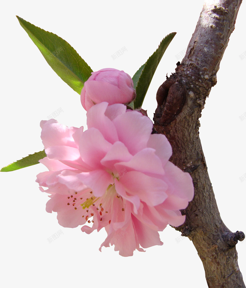 春季粉色樱花树枝png免抠素材_新图网 https://ixintu.com 春季 树枝 樱花 粉色