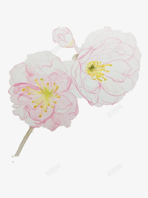 粉色的手绘樱花png免抠素材_新图网 https://ixintu.com 好看的樱花 手绘樱花 漂亮的樱花 粉色的樱花