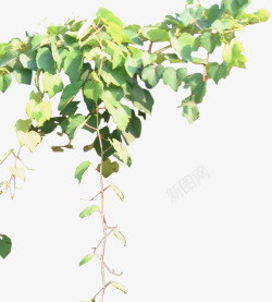 盆栽画藤蔓植物高清图片